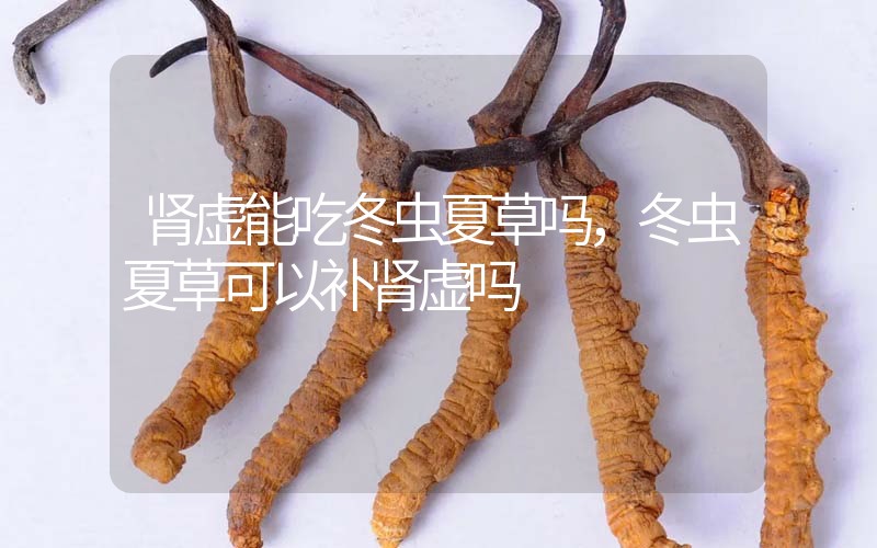 腎虛能吃冬蟲夏草嗎，冬蟲夏草可以補腎虛嗎？