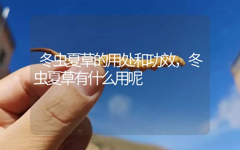 冬蟲夏草的用處和用法，冬蟲夏草有什么用呢