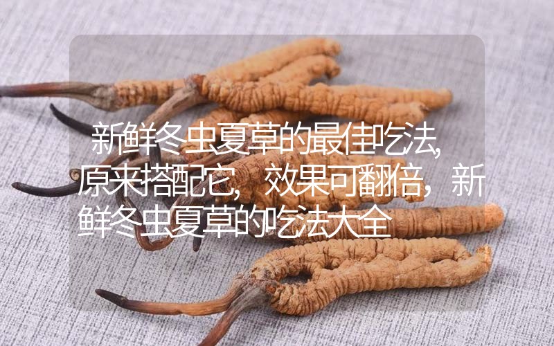 新鮮冬蟲夏草的最佳吃法,原來(lái)搭配它,效果可翻倍，新鮮冬蟲夏草的吃法大全