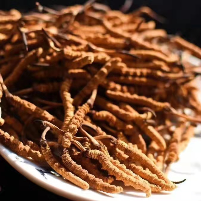 冬蟲夏草為什么這么貴呢？有便宜的能買嗎