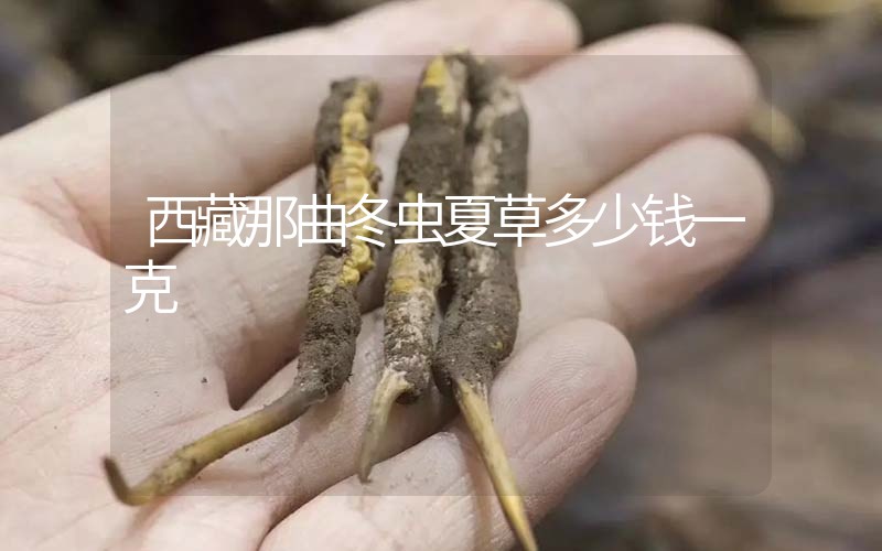 西藏那曲冬蟲夏草多少錢一克？