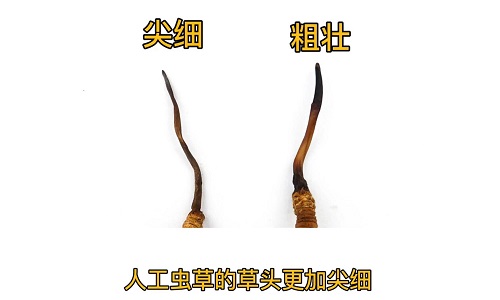 人工蟲草和野生蟲草如何分辨？人工冬蟲夏草怎么鑒別