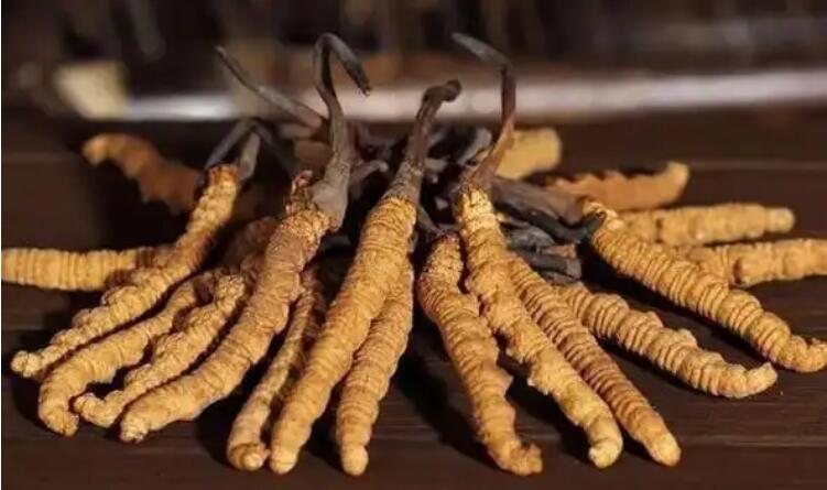 冬蟲(chóng)夏草多糖成分有哪些作用？