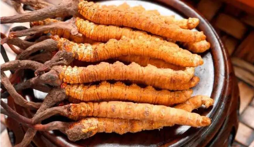 冬蟲(chóng)夏草用途與禁忌，冬蟲(chóng)夏草用處