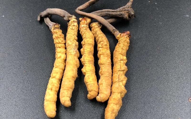 影響冬蟲夏草的價(jià)格因素有哪些？