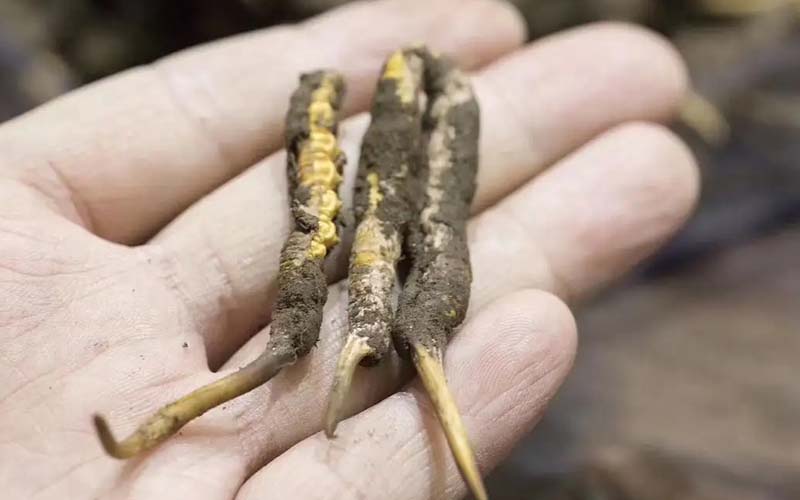 冬蟲(chóng)夏草作用如何?蟲(chóng)草有哪些功能？ ?