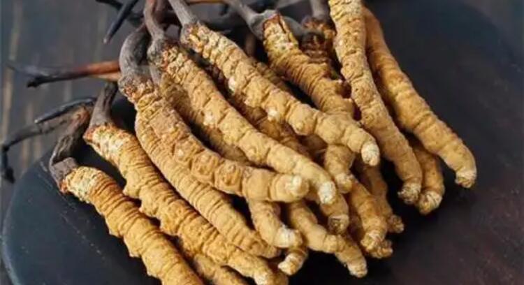 哪里產(chǎn)的冬蟲夏草質量好？
