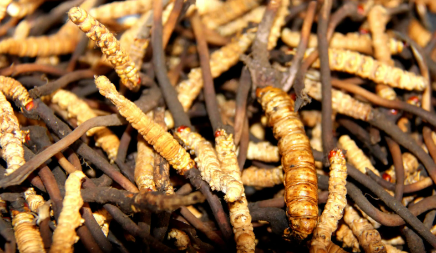 為什么鮮干草泡水味道香味淡，如何判斷冬蟲(chóng)夏草是不是鮮干草？