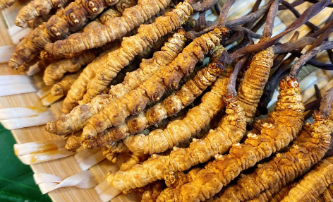 如何辨別高海拔和低海拔冬蟲夏草