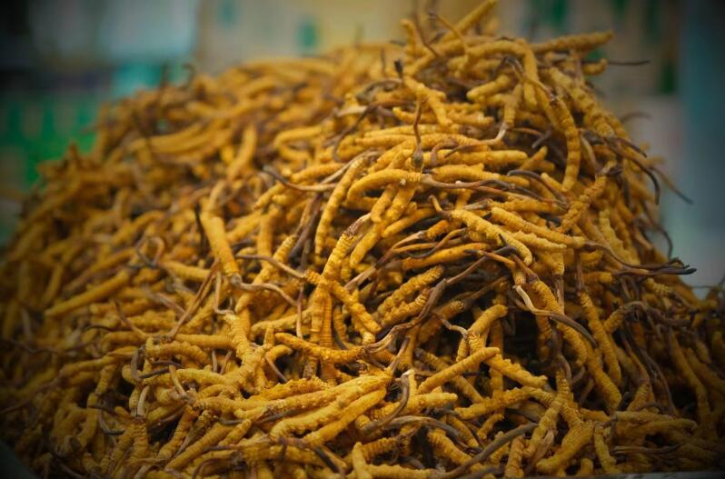 冬蟲(chóng)夏草的產(chǎn)量為何一年不如一年呢？