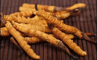 冬蟲(chóng)夏草的用法用量？