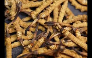消費(fèi)者如何買到真正產(chǎn)地的冬蟲(chóng)夏草！