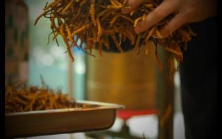 購(gòu)買大量的冬蟲(chóng)夏草時(shí)應(yīng)如何保存才不會(huì)變質(zhì)！