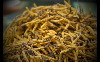 冬蟲(chóng)夏草的用法用量和食用禁忌！