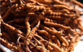 冬蟲夏草可通過暴曬來進(jìn)行防潮嗎？