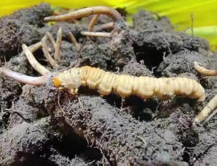 如何區(qū)分野生冬蟲(chóng)夏草和人工種植蟲(chóng)草