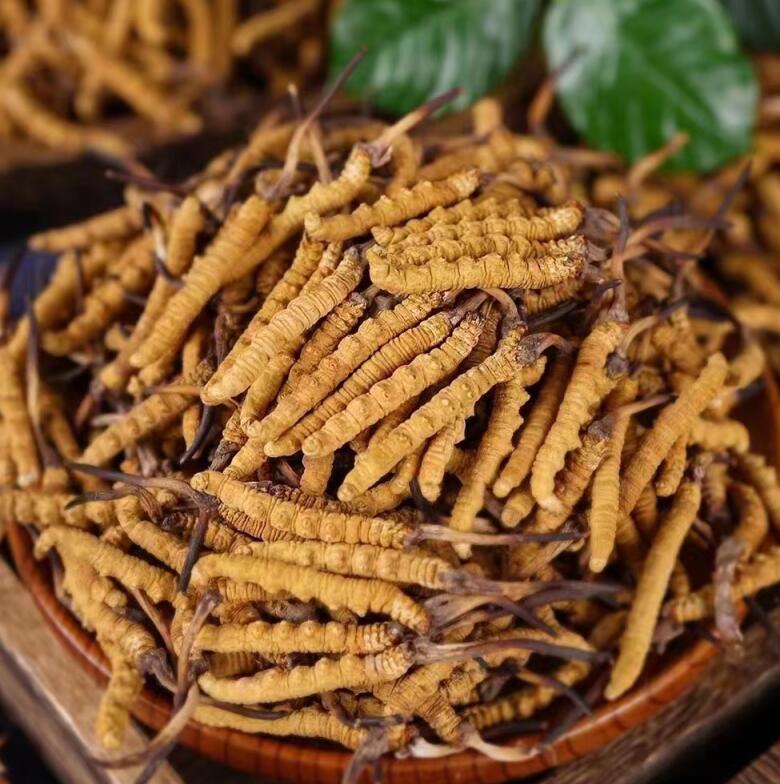 如何區(qū)分鮮蟲草和干蟲草？