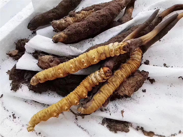 冬蟲(chóng)夏草和嘉蜜洋香瓜搭配的吃法