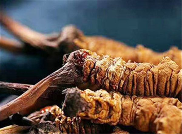 冬蟲(chóng)夏草怎么泡水喝 一種簡(jiǎn)單的泡水方法