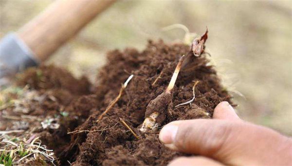 蟲夏草種植技術(shù)的6個知識點 選擇海拔3000米以上的高寒山區(qū)種植