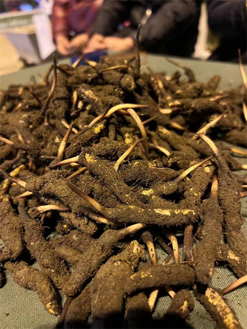 探尋新鮮冬蟲(chóng)夏草的產(chǎn)地奧秘：品質(zhì)、環(huán)境與選購(gòu)指南