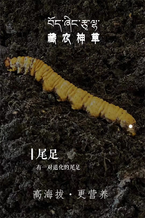 冬蟲夏草為何帶有苦味？可能是這4個原因