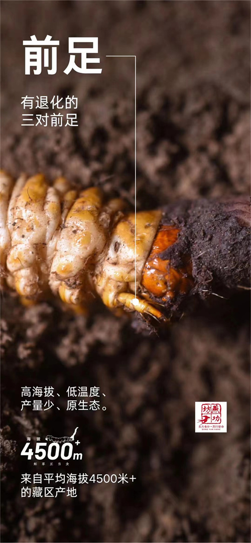 冬蟲(chóng)夏草無(wú)法通過(guò)嫁接繁殖，揭秘蟲(chóng)草的神秘生長(zhǎng)過(guò)程
