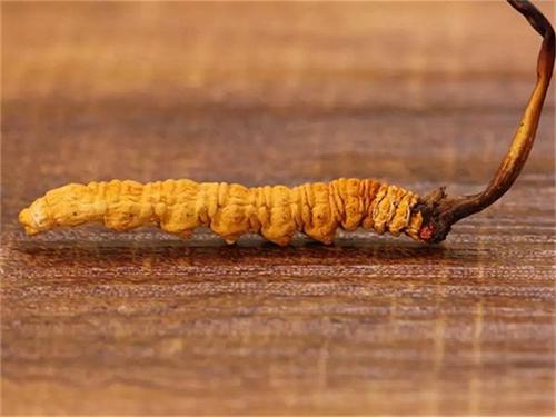冬蟲夏草引發(fā)牙齒出血？原因及應(yīng)對方法