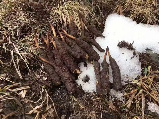 冬蟲夏草只生長在雪山嗎？雪山是冬蟲夏草的主要生長地