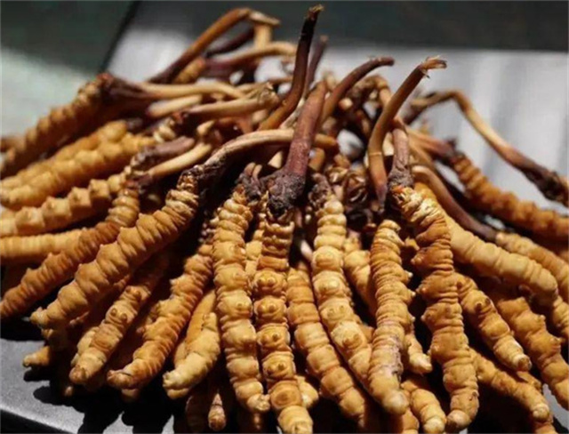 手術(shù)后能否食用冬蟲夏草？冬蟲夏草在手術(shù)后的適用情況