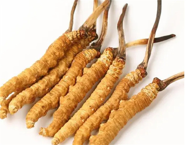 冬蟲夏草燉肉補(bǔ)什么？冬蟲夏草燉肉吃的4個(gè)好處