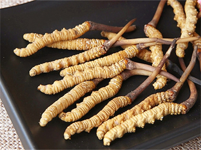 真的冬蟲夏草什么價格？影響冬蟲夏草價格波動的3個關(guān)鍵因素
