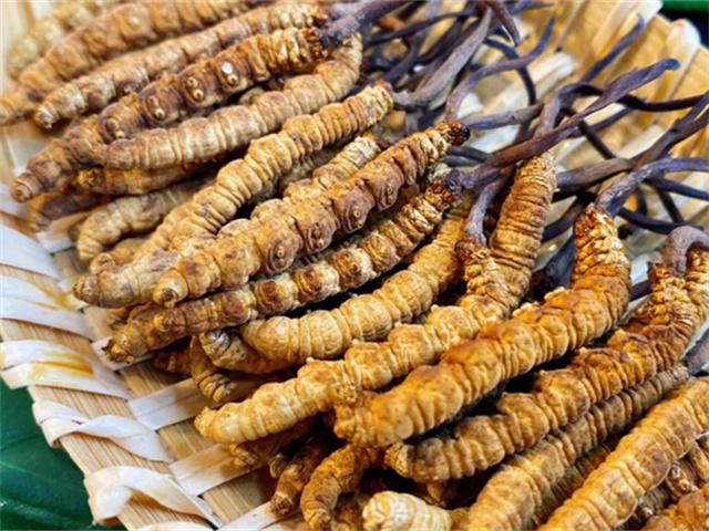 天然冬蟲夏草是怎么形成的？天然冬蟲夏草的形成過程