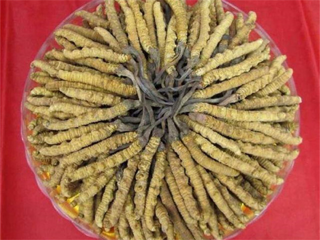 冬蟲夏草價格一克多少錢？影響冬蟲夏草價格的4個因素