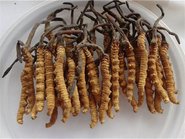 曬干之后的冬蟲夏草怎么吃？干冬蟲夏草的3種食用方法