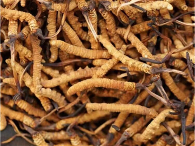 尿結(jié)石能吃冬蟲夏草嗎？尿結(jié)石患者的飲食注意事項(xiàng)