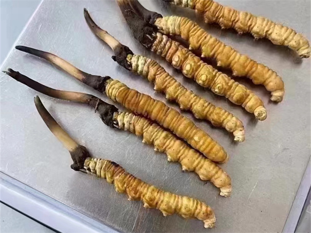 肝火大的人能吃冬蟲夏草嗎？應(yīng)該避免過(guò)量食用