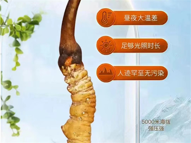 冬蟲夏草的性狀特征有哪些？冬蟲夏草4方面的性狀特征詳解
