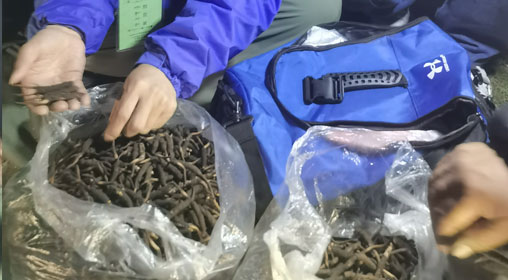 新鮮那曲蟲草多少錢一根？揭秘冬蟲夏草的價格密碼