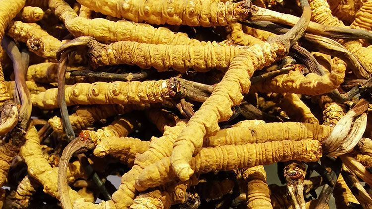 冬蟲夏草是什么味道？揭秘“軟黃金”的獨(dú)特風(fēng)味