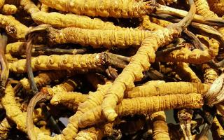 冬蟲夏草是什么味道？揭秘“軟黃金”的獨(dú)特風(fēng)味
