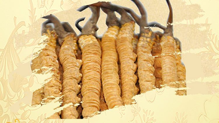 冬蟲夏草御寒效果好嗎？科學(xué)解讀其抗寒機(jī)制