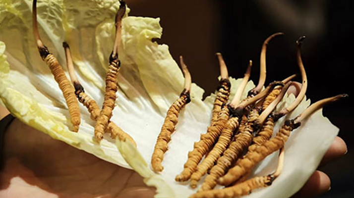 冬蟲夏草：干草與鮮草的終極對比，哪種更適合你？