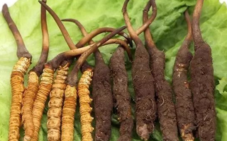 到哪里買新鮮的冬蟲夏草？三步辨真?zhèn)?，四大渠道安心?> </div>
            <div   id=