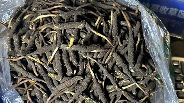 冬蟲夏草可以吃鮮的嗎？一文為你揭秘