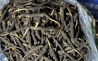冬蟲夏草可以吃鮮的嗎？一文為你揭秘