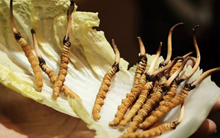 冬蟲夏草：鮮草與干草誰更勝一籌？