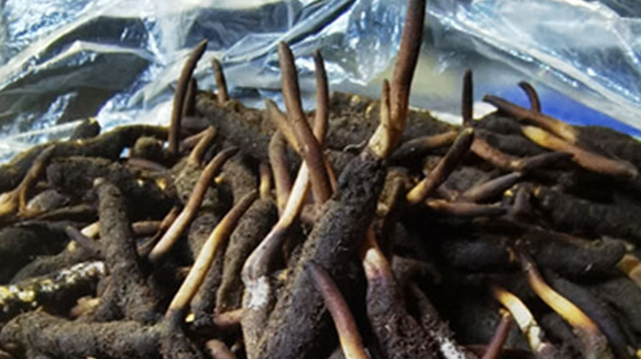 新鮮冬蟲夏草能放多久吃？一文掌握儲(chǔ)存與食用期限