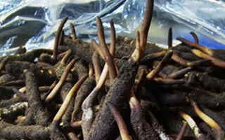 新鮮冬蟲夏草能放多久吃？一文掌握儲存與食用期限