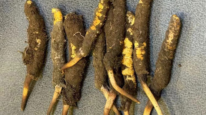 野生冬蟲夏草一斤多少錢？多維度價格解析